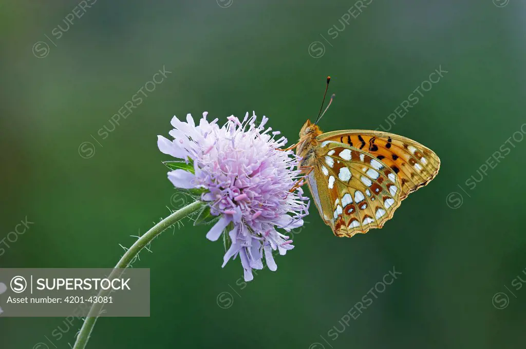 High Brown Fritillary (Argynnis adippe) butterfly on Scabiosa (Scabiosa sp) flower, England