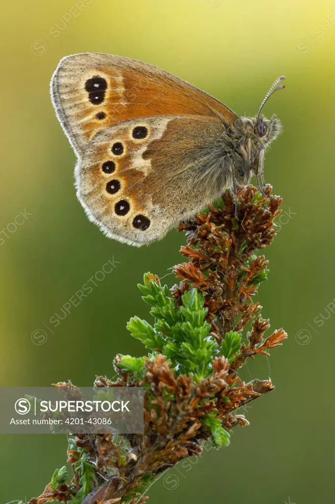Common Ringlet (Coenonympha tullia) butterfly on heather, Morecambe Bay, Cumbria, England