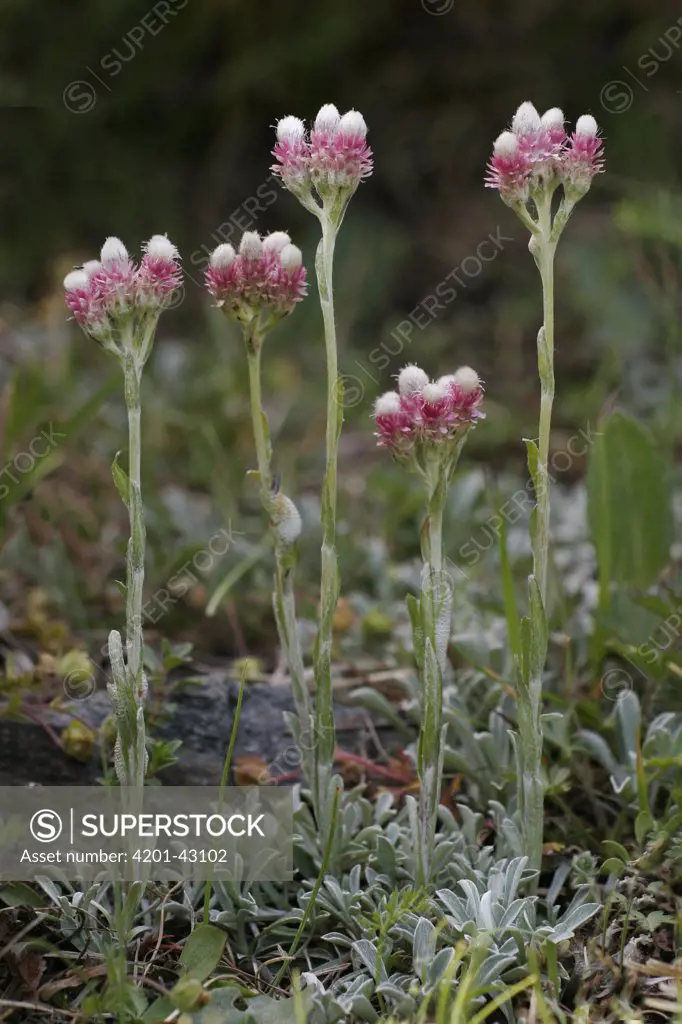 Mountain Everlasting (Antennaria dioica) flowering, Europe