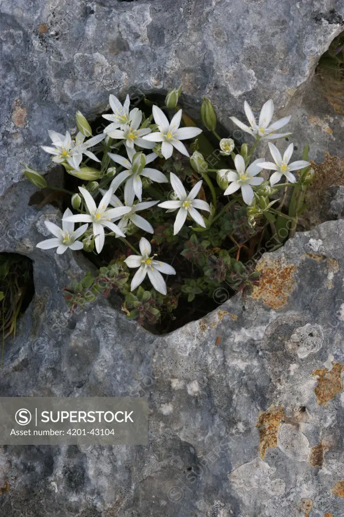 Sleepydick (Ornithogalum umbellatum) flowering and growing from rock crevice, Italy