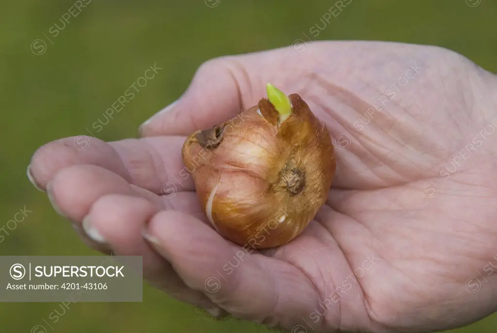 Tulip (Tulipa sp) germinating bulb held in gardeners hand