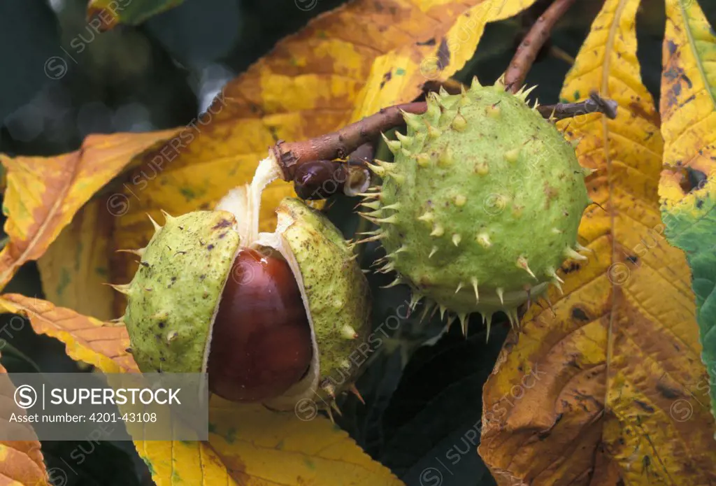 Horse Chestnut (Aesculus hippocastanum) seeds on tree, Europe
