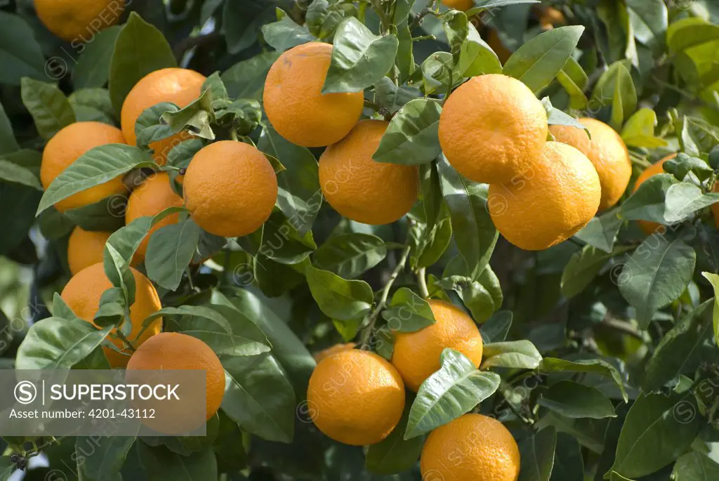 Sweet Orange (Citrus sinensis) crop, Murcia, Spain