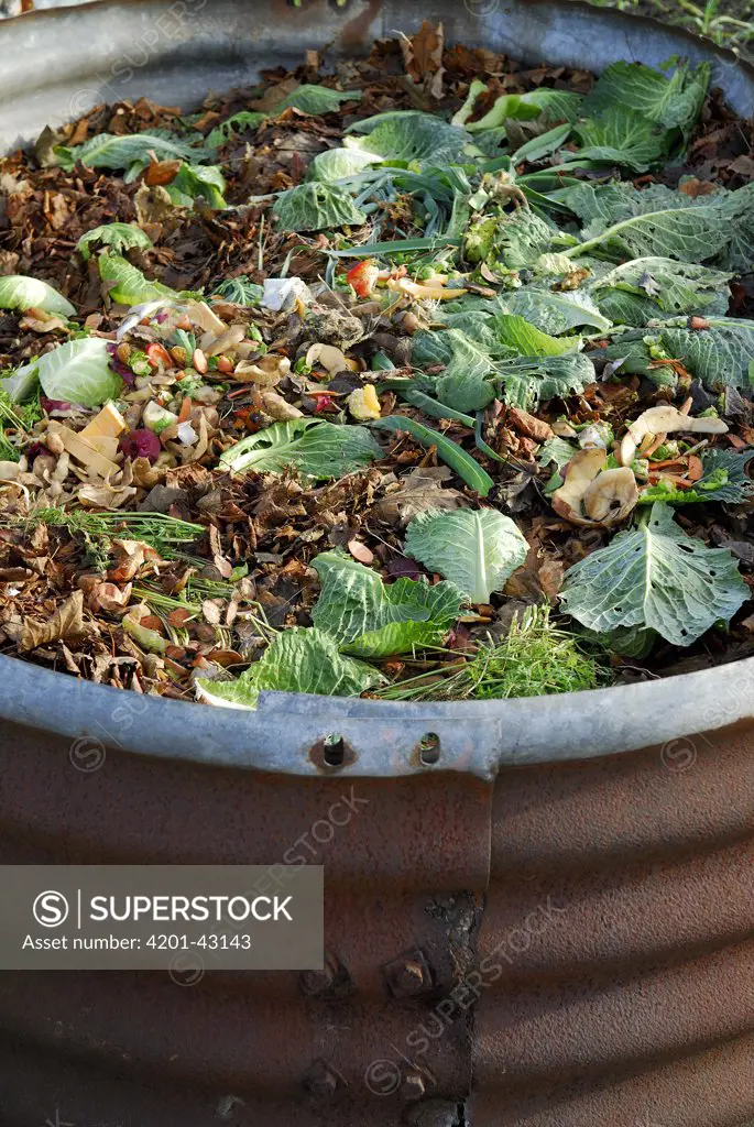 Compost pile with vegetable scraps, Norfolk, England