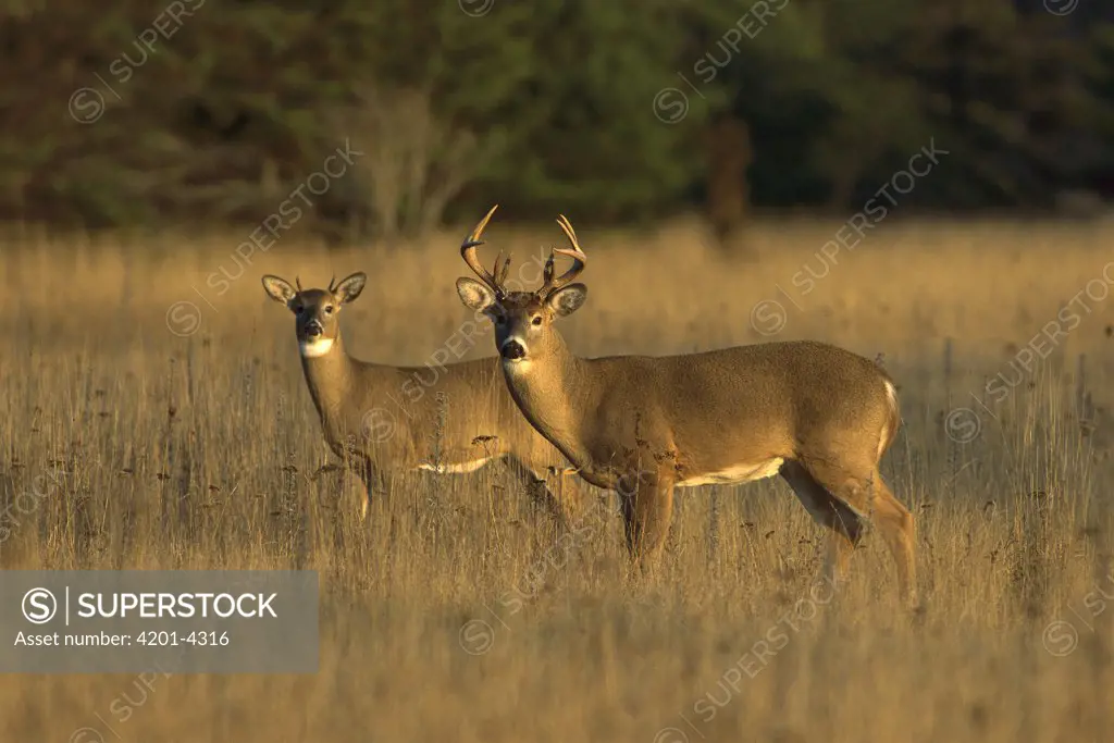 White-tailed Deer (Odocoileus virginianus) two year old buck with yearling spike buck in meadow