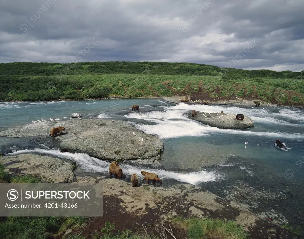Grizzly Bear (Ursus arctos horribilis) group foraging for migrating salmon, Alaska