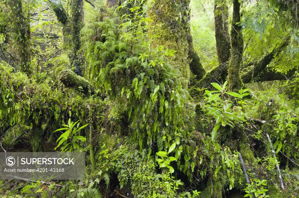 Mossy forest interior in temperate rainforest, Chiloe National Park, Chiloe Island, Chile