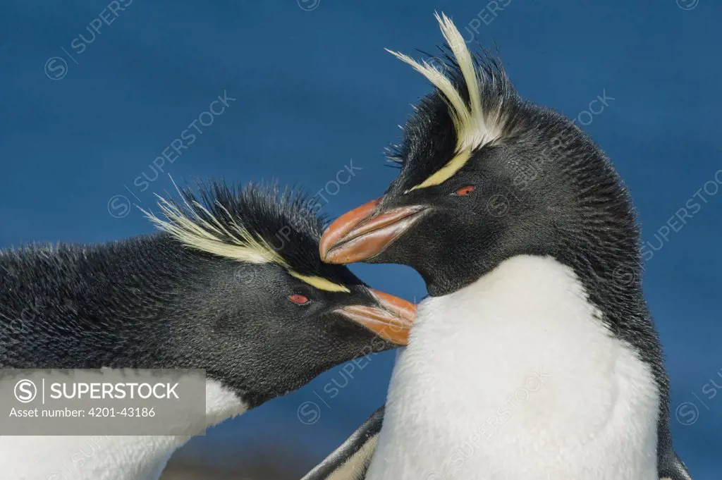 Rockhopper Penguin (Eudyptes chrysocome) pair courting, Falkland Islands