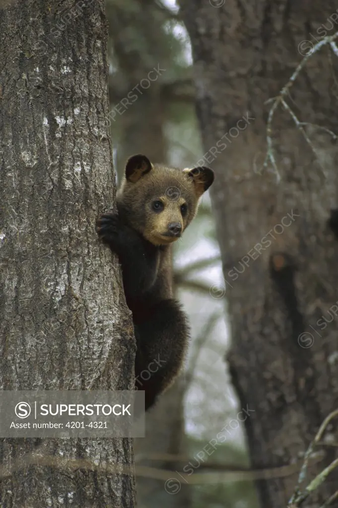 Black Bear (Ursus americanus) cub in tree