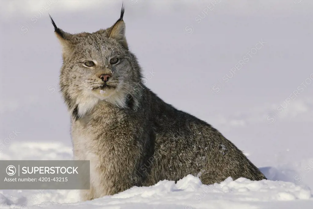 Canada Lynx (Lynx canadensis) in snow, Montana