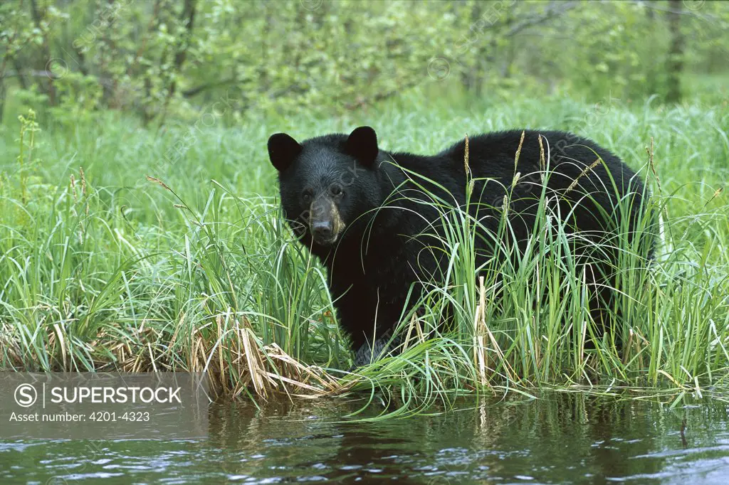 Black Bear (Ursus americanus) standing in tall grass at the edge of a creek