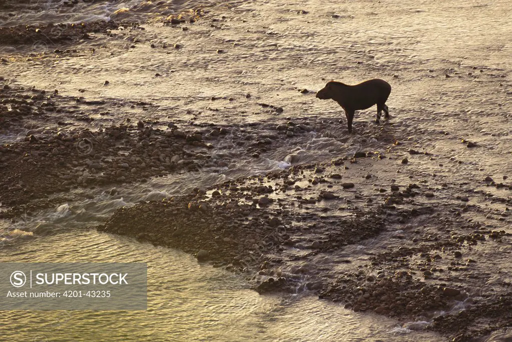 Brazilian Tapir (Tapirus terrestris) crossing the Tambopata River, Peru