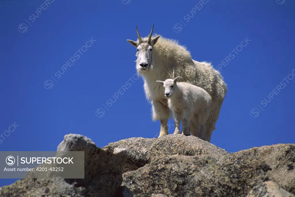 Mountain Goat (Oreamnos americanus) mother with kid, Mount Evans, Colorado