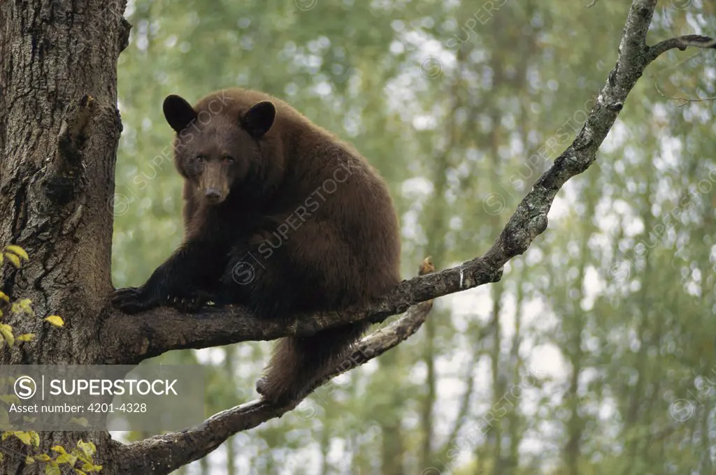 Black Bear (Ursus americanus) cinnamon colored adult in tree
