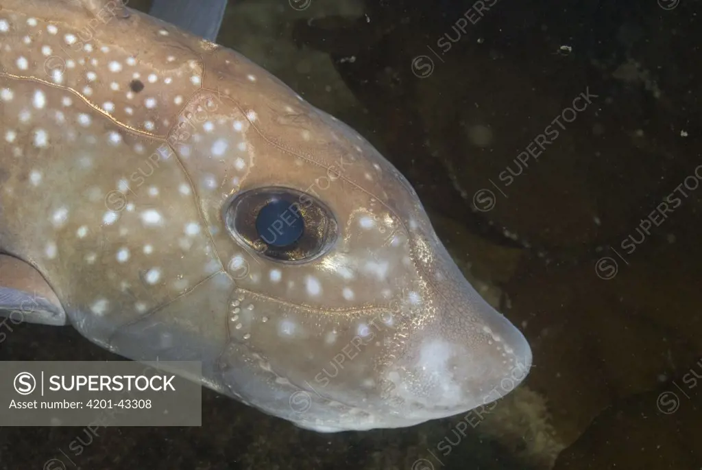 Spotted Ratfish (Hydrolagus colliei) usually a deep dwelling fish found in shallower waters off Pacific Northwest coast, Alaska