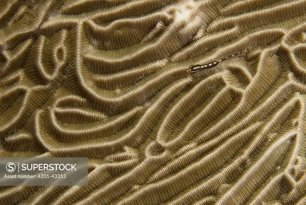 Goby (Gobiidae) on a coral formation, Komodo National Park, Indonesia