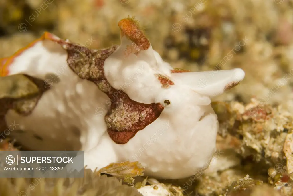 Warty Frogfish (Antennarius maculatus) with this red and white coloration, Komodo Island, Indonesia