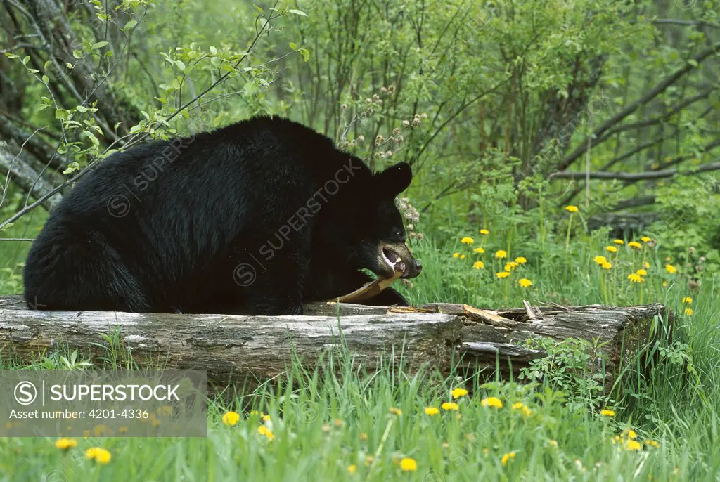 Black Bear (Ursus americanus) tearing apart fallen log in search of insects to eat