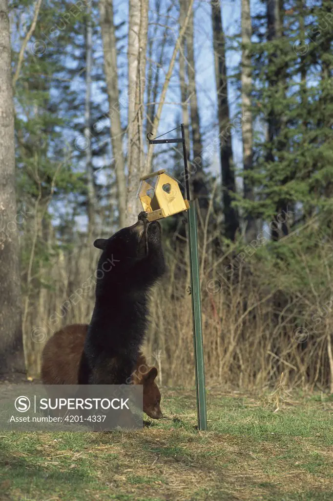 Black Bear (Ursus americanus) curious yearling cubs investigate a bird feeder