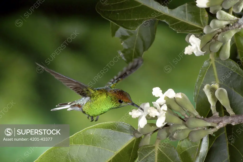 Coppery-headed Emerald (Elvira cupreiceps) hummingbird male at tree flowers, Monteverde Cloud Forest, Costa Rica