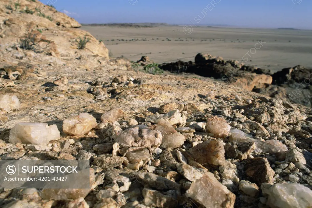 Grasshopper (Pamphagidae) camouflaged as a stone, Namib Desert, Namibia