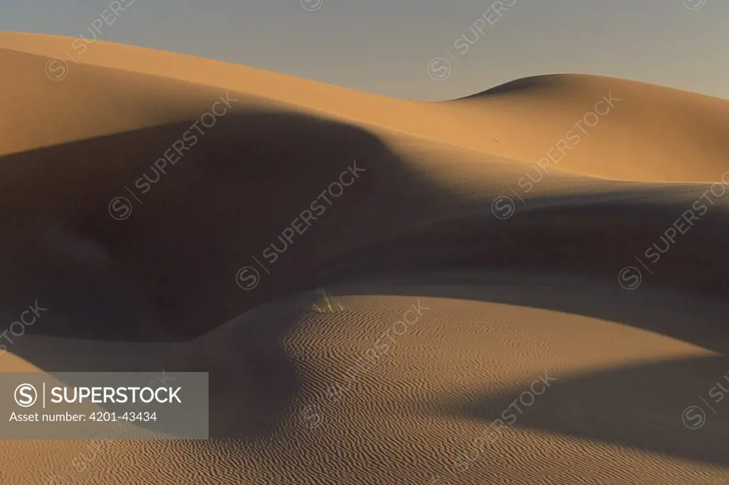 Sand dunes south of the Kuiseb River, Namib Desert, Namibia