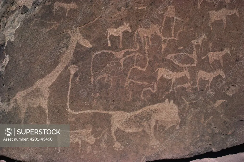 Petroglyphs of animals hunted by bushmen, Twyfelfontein, Namibia
