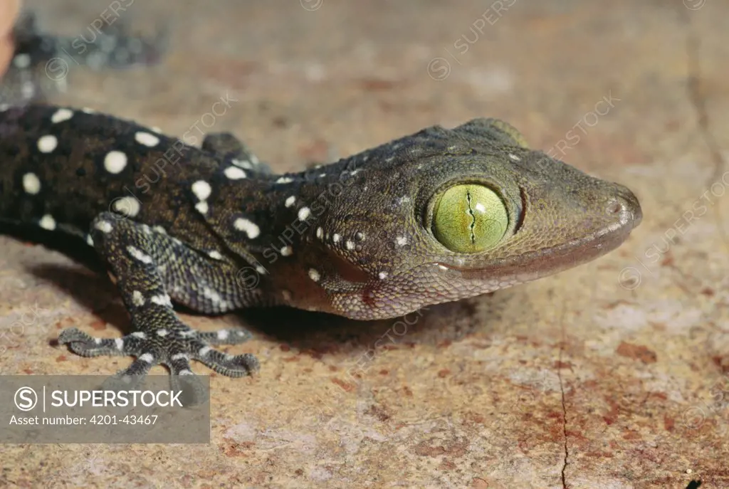 Gecko (Gekkonidae) juvenile showing typical vertical pupil, Danum Valley, Sabah, Borneo, Malaysia