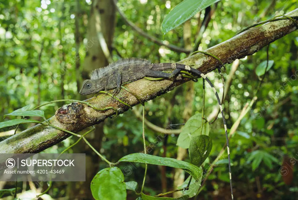 Tropical Forest Dragon (Gonocephalus liogaster) in rainforest understory, Danum Valley, Sabah, Borneo, Malaysia