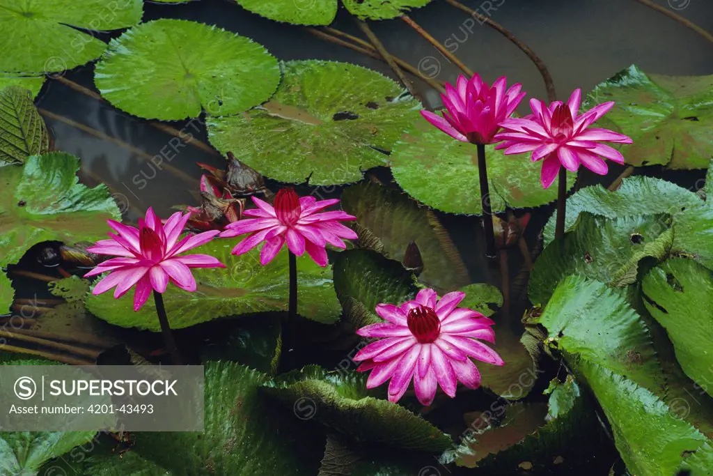 Water Lily (Nymphaea candida) flowers, Danum Valley, Sabah, Borneo, Malaysia