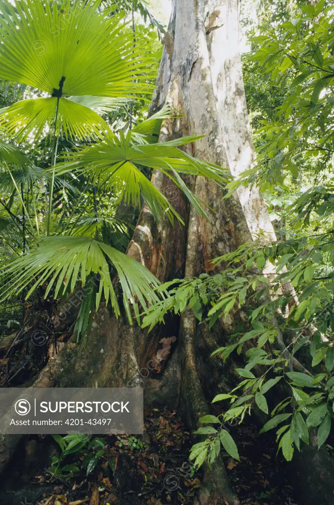 Woka Palm (Livistona rotundifolia) buttress roots of tree and understory palms, Tangkoko Batuangus Reserve, Indonesia