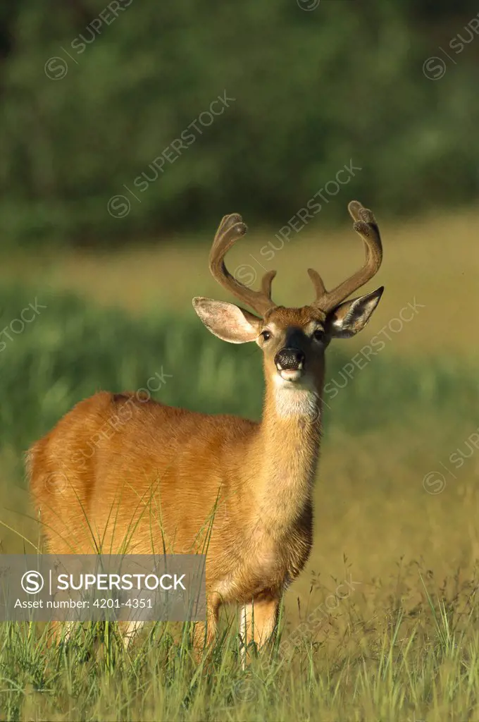White-tailed Deer (Odocoileus virginianus) close-up of buck in velvet