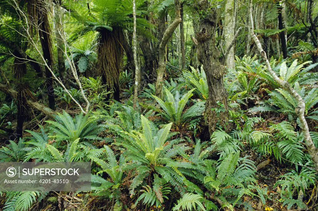 Tree Fern (Dicksonia sp) and ground cover of Crown Ferns (Blechnum discolor) in temperate rainforest, Stewart Island, New Zealand
