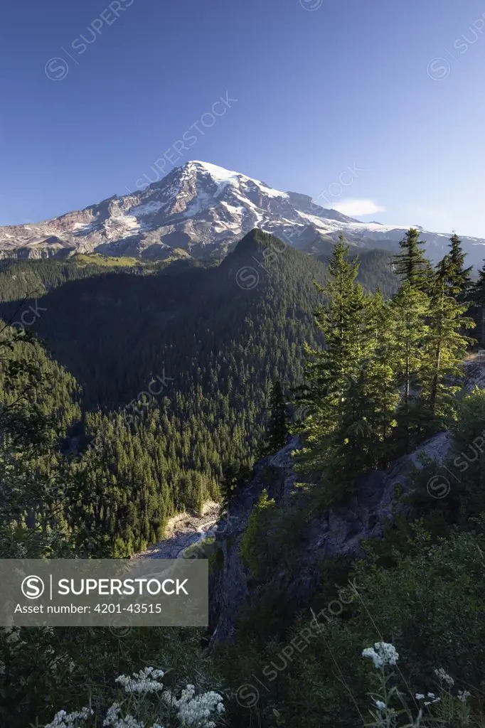 Mount Rainier surrounded by forest, Washington