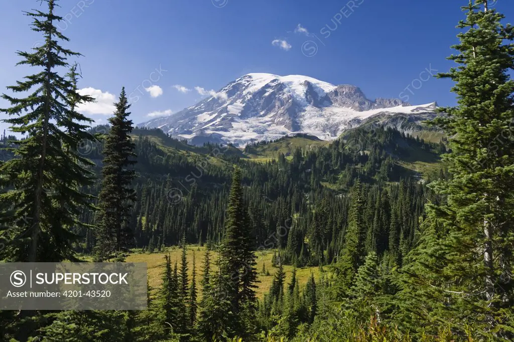 Mount Rainier with coniferous forest, Washington
