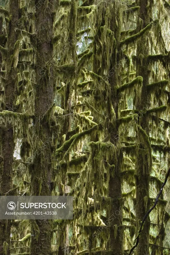 Moss covered trees, Hoh Rainforest, Olympic National Park, Washington