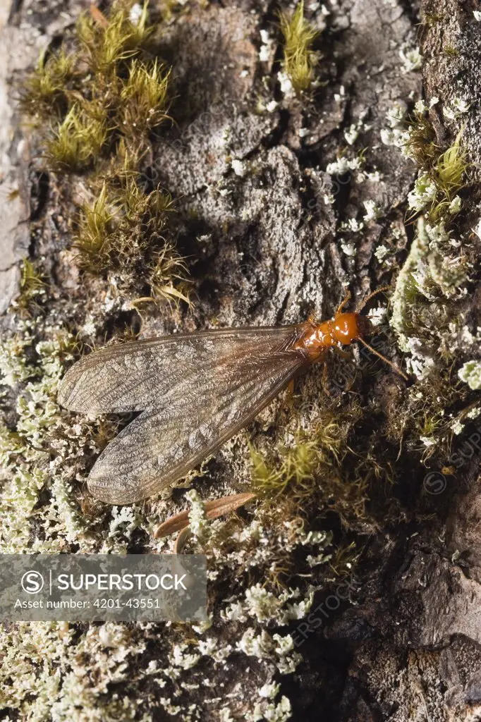 Termite with wings in reproductive stage, Olympic National Park, Washington