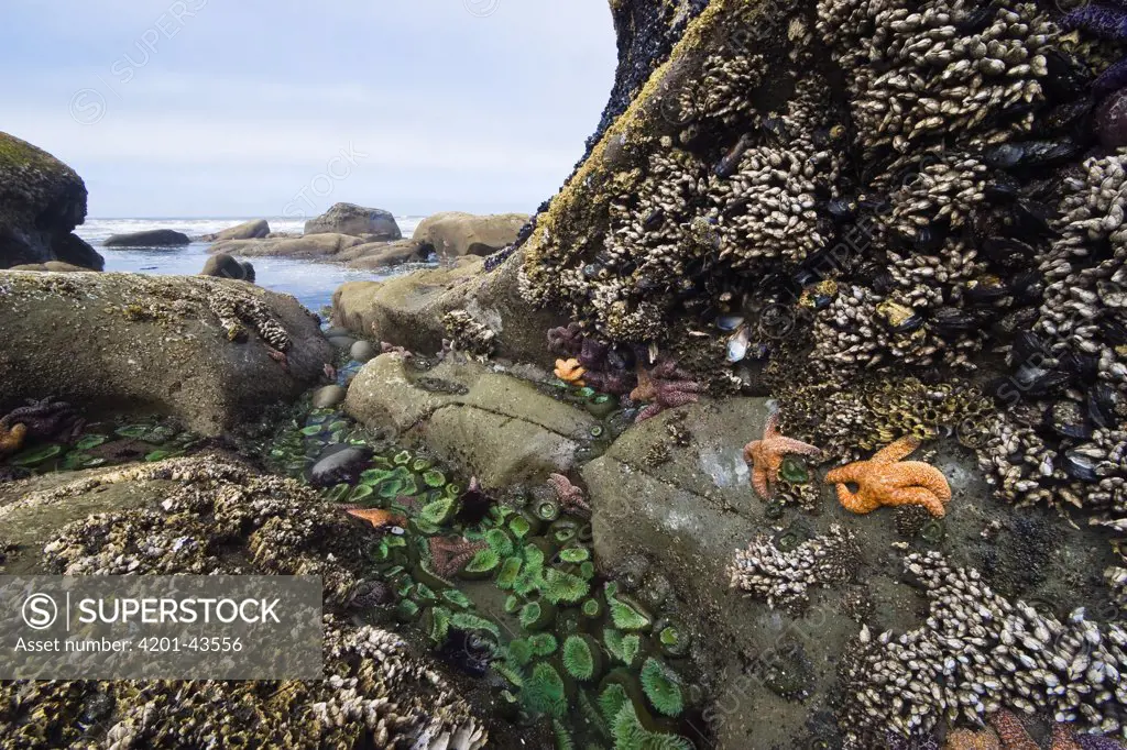 Giant Green Sea Anemone (Anthopleura xanthogrammica) group, Goose Barnacles (Lepas anserifera) group and Ochre Sea Stars (Pisaster ochraceus) at low tide, Olympic National Park, Washington