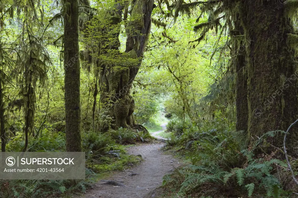 Trail in forest, Hoh Rainforest, Olympic National Park, Washington