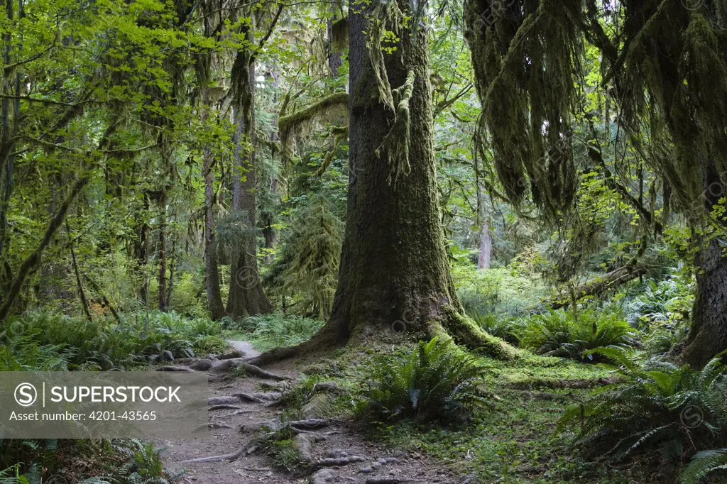 Trail in forest, Hoh Rainforest, Olympic National Park, Washington