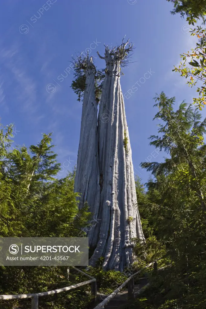 Western Red Cedar (Thuja plicata) tree, largest specimen in the world at 178 feet tall, Olympic National Park, Washington