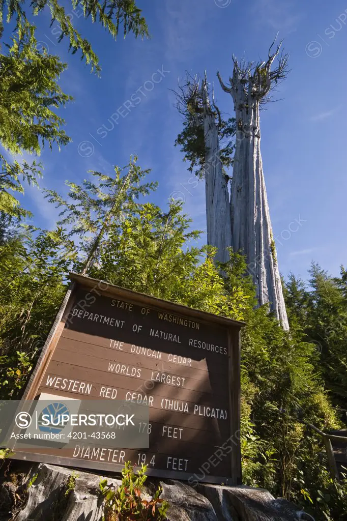 Western Red Cedar (Thuja plicata) tree, largest specimen in the world at 178 feet tall, Olympic National Park, Washington