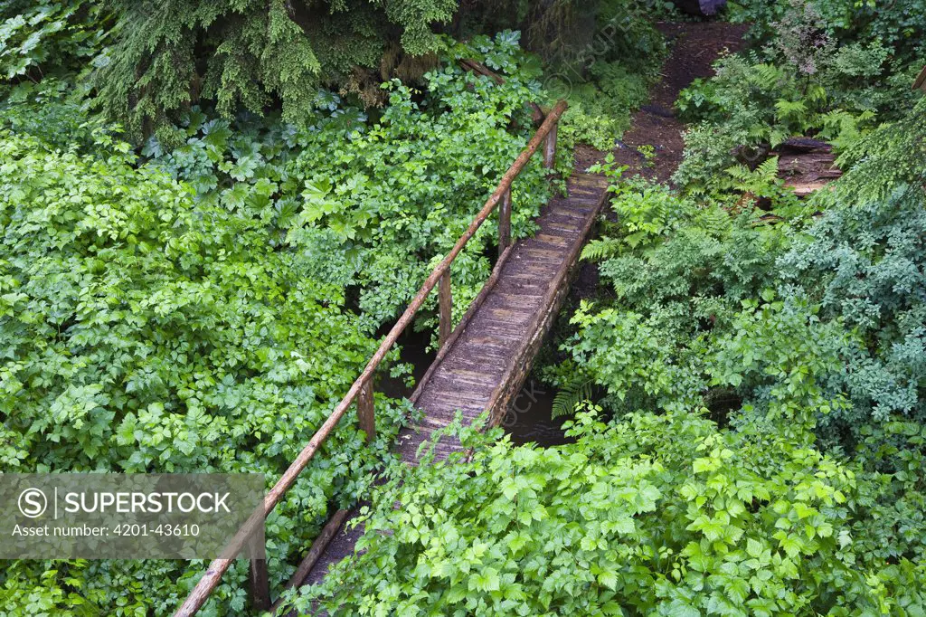 Trail with bridge, Pack Creek, Tongass National Forest, Admiralty Island National Monument, Admiralty Island, Alaska