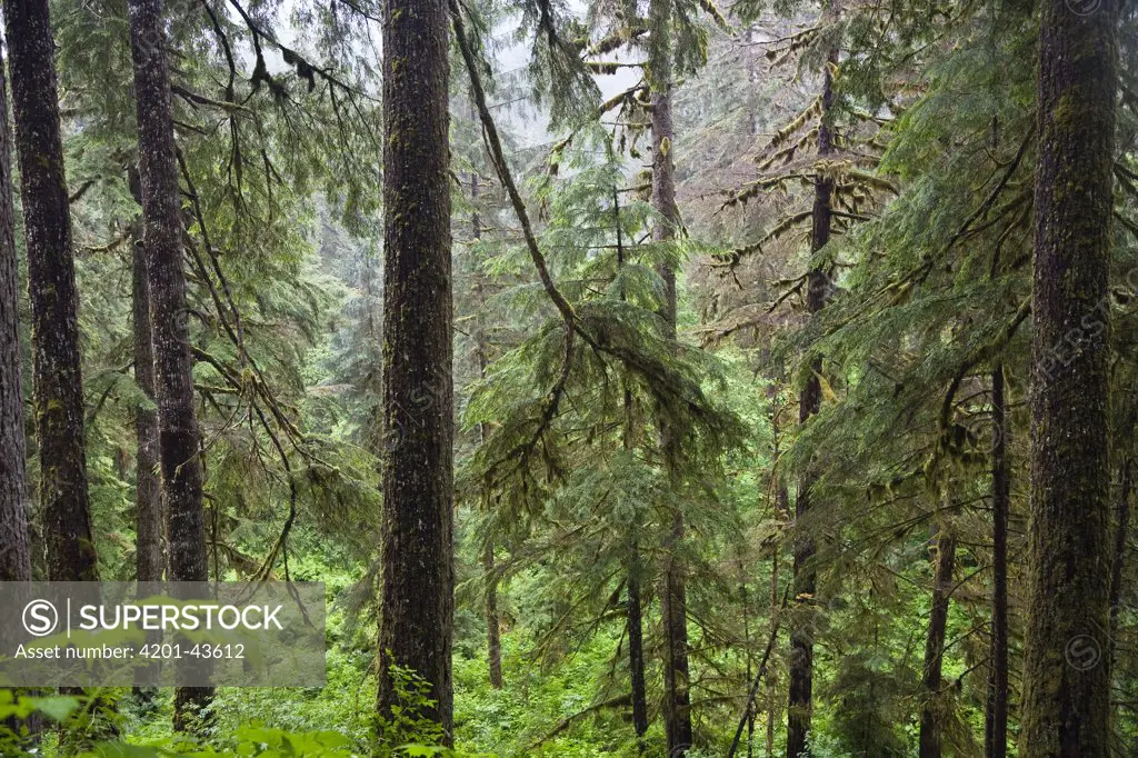 Forest at Pack Creek, Admiralty Island National Monument, Admiralty Island, Alaska