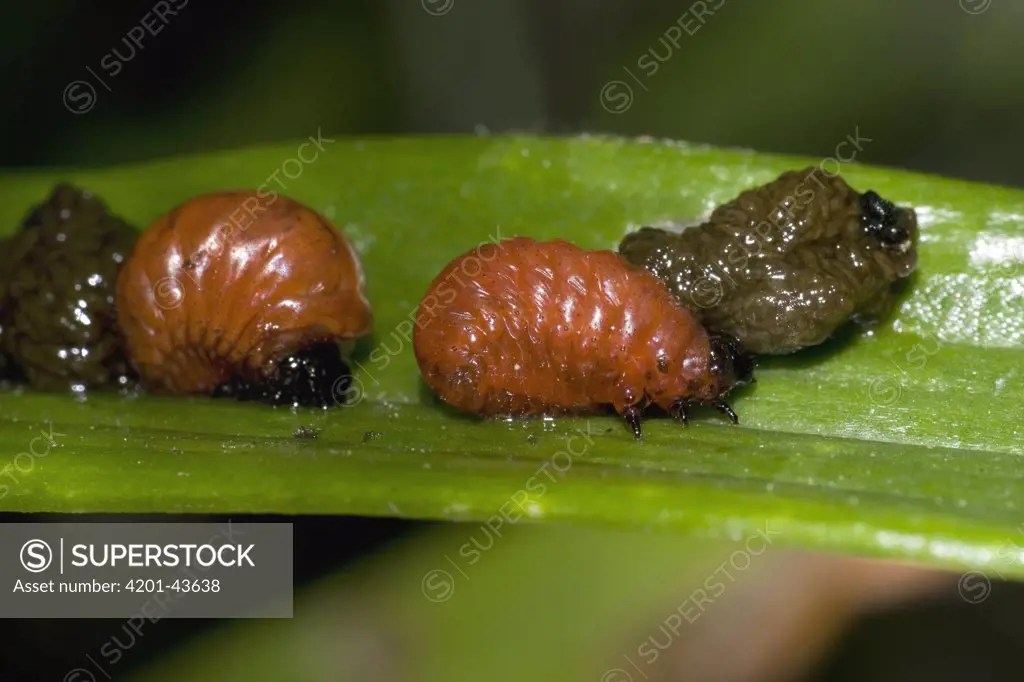 Scarlet Lily Beetle (Lilioceris lilii) larvae on a leaf, Belgium