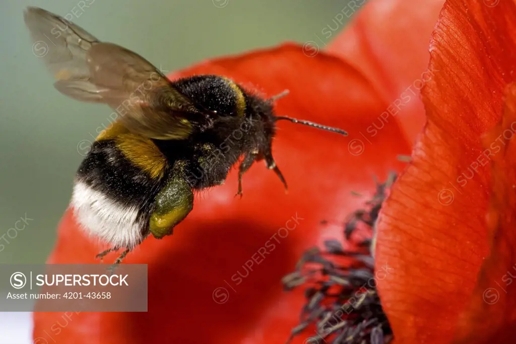 Buff-tailed Bumblebee (Bombus terrestris) foraging, Belgium