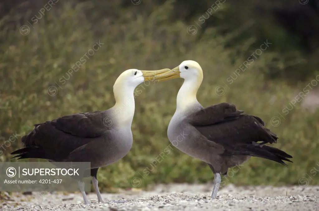 Waved Albatross (Phoebastria irrorata) pair in nesting colony, Punta Cevallos, Espanola Island, Galapagos Islands, Ecuador