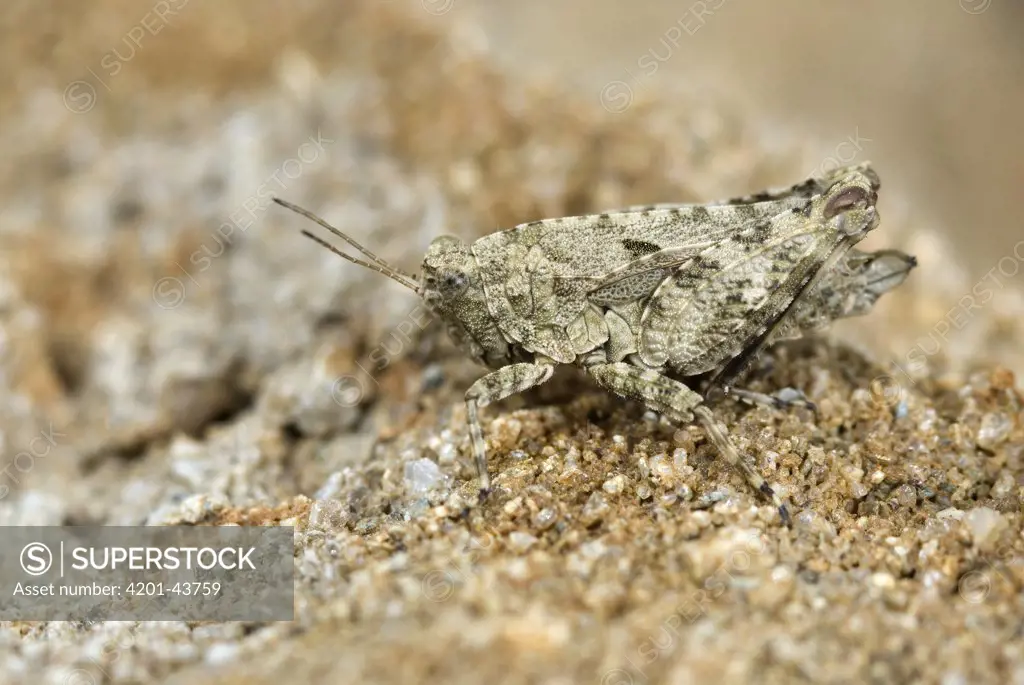 Common Groundhopper (Tetrix undulata) camouflaged, Limburg, Netherlands
