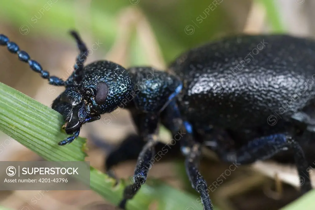 Black Oil Beetle (Meloe proscarabaeus) feeding, Koningssteen, Limburg, Netherlands