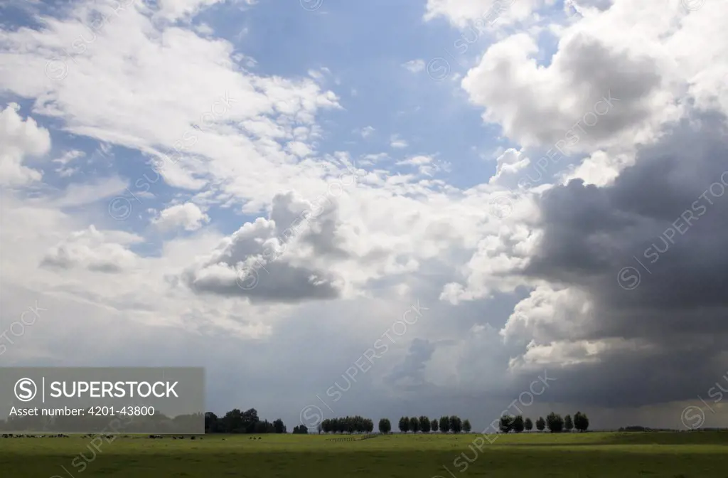 Thunderhead clouds over polder landscape, Stompwijk, South Holland, Netherlands